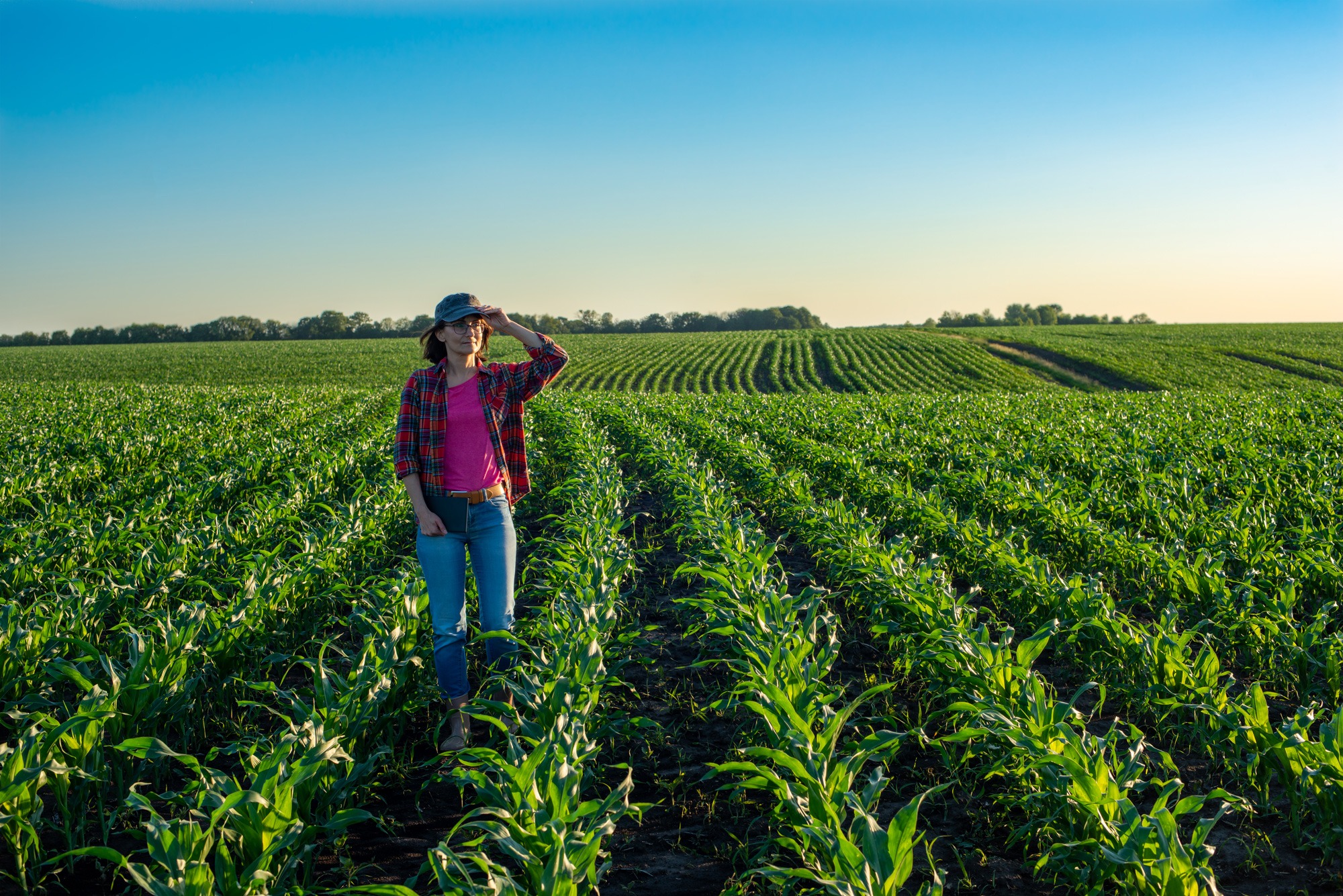 female farmer in a hat holding a tablet standing in a midwest cornfield, looking after the farm after her husband's farm accident
